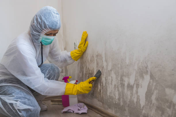 Best Mold Prevention Services  in Pitcairn, PA